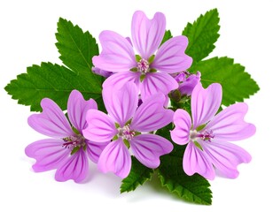 Close-up of delicate purple flowers and leaves