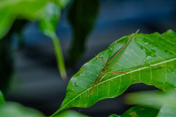 green grasshopper stay on the green leaf in sun shine