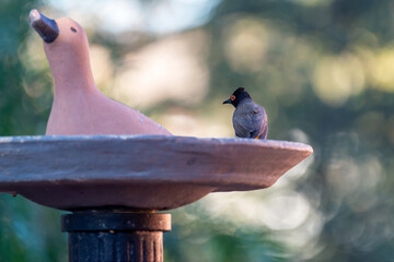 Bulbul du Cap pos&eacute; sur une fontaine &agrave; oiseaux