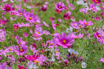 colorful pink and white cosmos flower garden field in sunshine