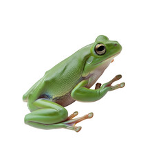 Vibrant green tree frog poised and ready for action, showcasing its detailed skin texture and bright, curious eyes.