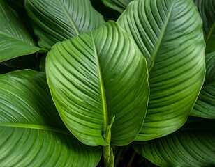 Close-up of vibrant green leaves (2)