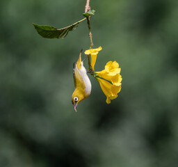 Indian white eye bird hanging upside down looking to suck nectar from flower.