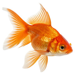 A vibrant goldfish with flowing fins and detailed scales.