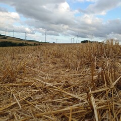 hay bales in the field