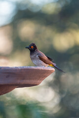 Bulbul du Cap posé sur une fontaine à oiseaux
