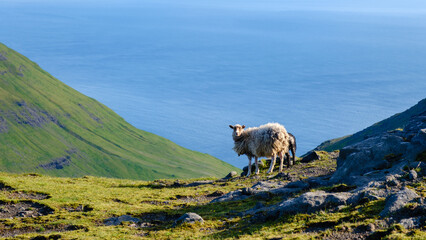 Exploring the breathtaking landscapes of the Faroe Islands with grazing sheep