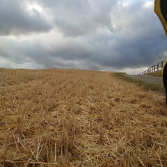 combine harvesting wheat