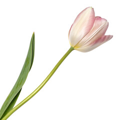 Naklejka premium Elegant pink and white tulip with a slender green stem.