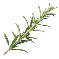 Fototapeta premium Fresh rosemary sprig showcasing its vibrant green leaves.