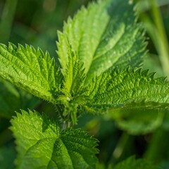 Close-up of vibrant green leaves (13)