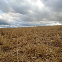 field of wheat