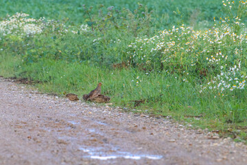 Partridge family walking along roadside in summer countryside scenery. A partridge family exploring...