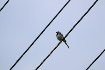 White wagtail perched on electric wire in natural summer light. Elegant white wagtail resting on a...