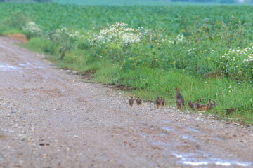 Partridge family walking along roadside in summer countryside scenery. A partridge family exploring...