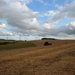 hay bales in the field