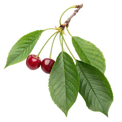 Cherry branch with leaves and fruit.