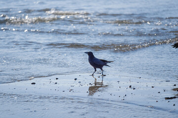 海辺のカラス