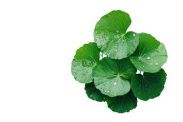 Close up of Centella asiatica leaves glistening with rain droplets in a natural setting