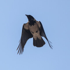 A black and white bird with a white head flies through the sky