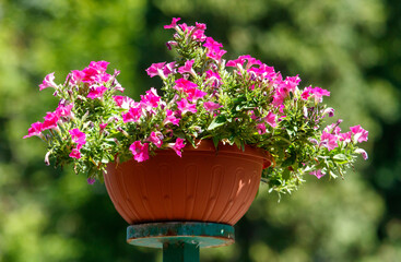 Flower pot with pink flowers sits on a green pole