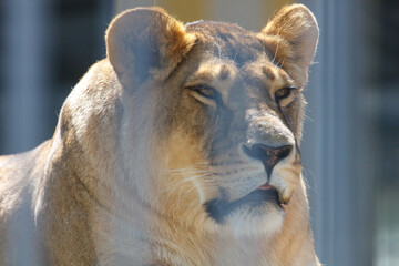 Lion is looking at the camera