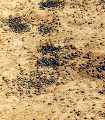Pile of black bugs on the ground