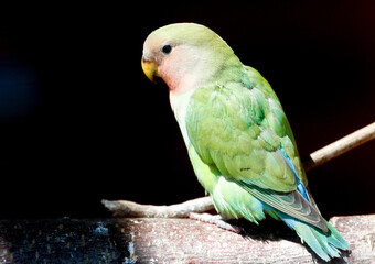 Green bird with a blue tail is sitting on a branch