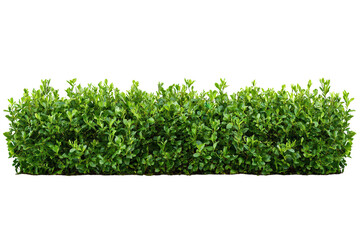 Obraz premium Elongated green bushes isolated on a transparent background for landscaping and garden design purposes
