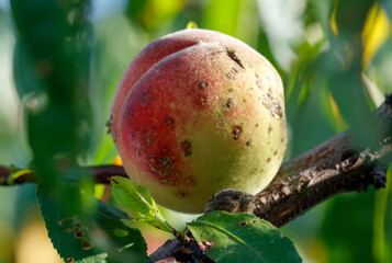 A peach is sitting on a branch with a few bugs on it