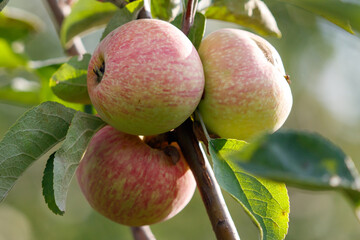 Three apples are hanging from a tree