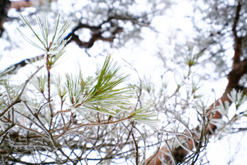 霧氷に覆われた葉