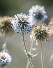 A bunch of flowers with a few of them being white and blue