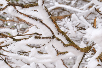 霧氷に覆われる枝