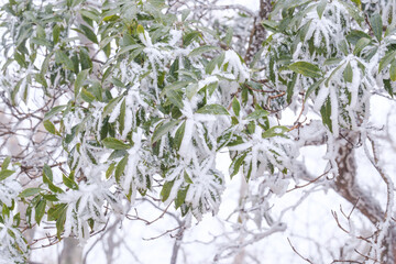 霧氷に覆われる葉
