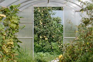 Greenhouse with a large glass door