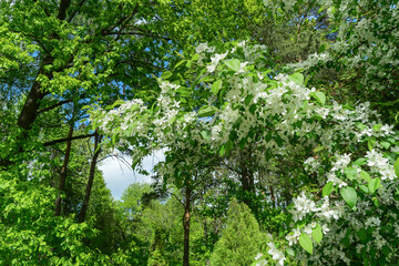 Fototapeta premium Discover the beauty of a unique berry apple tree in full bloom, showcasing its frost-resistant qualities and vibrant flowers. A perfect addition to any garden or orchard.