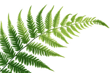 Beautiful fern leaf isolated on a transparent background showcasing its delicate structure and vibrant green color, perfect for nature-inspired designs and compositions