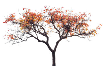 Beautiful tree with vibrant autumn leaves stands alone against a clean white backdrop highlighting its striking features and colors during the fall season