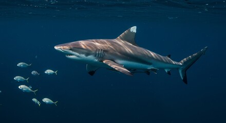 Fototapeta premium Magnificent silvertip shark glides underwater with school of small fish