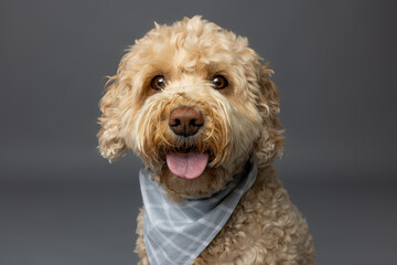 Apricot Curly Dog with Blue Plaid Bandana