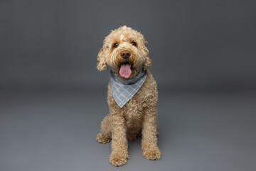 Cute Curly Dog with Blue Plaid Bandana
