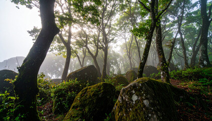 Fototapeta premium Moss covered rock forest mist sunlight beams through trees soft haze natural landscape peaceful morning atmosphere