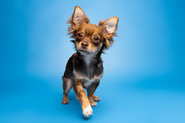 Curious Chihuahua on Blue Background