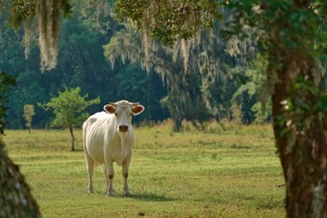 White cow in a grassy field, framed by trees draped with Spanish moss