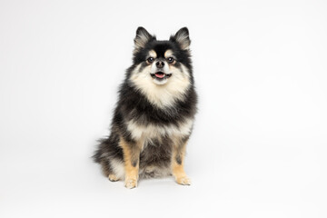 Pomeranian Sitting on White Background