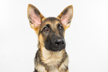 German Shepherd Dog on White Background