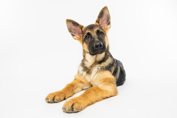 German Shepherd Puppy Tilting Head