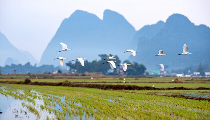 Fototapeta premium White egrets flying above green rice paddy fields with reflective water and distant blue mountains under soft natural light creating calm and peaceful rural landscape