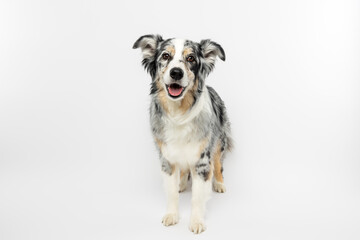 Australian Shepherd Standing on White Background